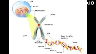 what is cytogenetics [upl. by Surat863]