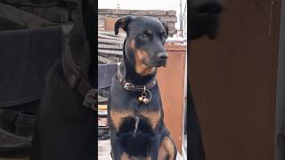 Rottweiler dog psong love dogloverd dogloverforever shortvideos trending viralvideo ytshorts [upl. by Ettenrahs]