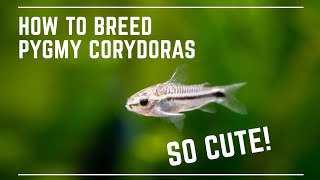 How to Breed Pygmy Corydoras  Super Cute Catfish [upl. by Allemap]