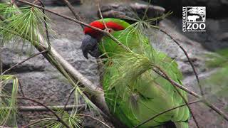 Wings of the World Renovation Better for the Birds  Cincinnati Zoo [upl. by Agon904]