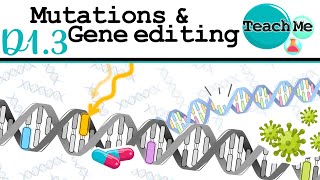 D13  Mutations amp Gene Editing  IB Biology SLHL [upl. by December971]