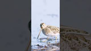 The Fascinating FanTailed Snipe A Master of Camouflage and Precision Hunting [upl. by Hippel]