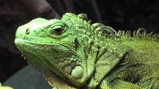 ► Un iguane vert avec un œil ouvert au Zoo de Vincennes Parc Zoologique de Paris [upl. by Rifkin]