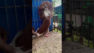 Jacobin female 2024jacobin fancykabutar pigeon babyanimals [upl. by Aser]