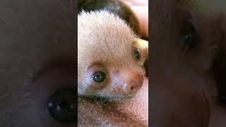 Baby Sloth Sound  Sloth Bears  Sloths  Cute Sloths  Baby Sloth Noises  Sloth Moving [upl. by Huskamp]