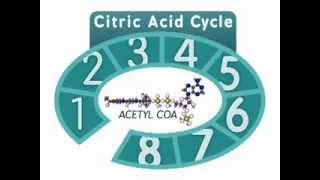 The Citric Acid Cycle An Overview [upl. by Kalinda]