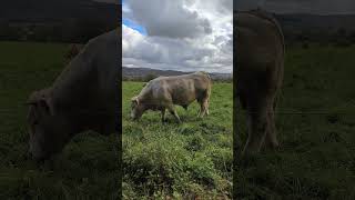 Charolais 🇨🇵 love arabic топ cow calving farming friday goat calf [upl. by Aldous]