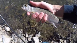 TROUT FISHING SOUTHERN CALIFORNIA NONSTOP ACTION [upl. by Boff885]