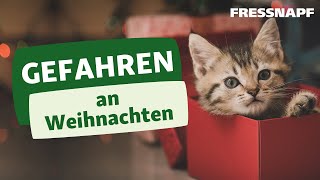 Gefahren an Weihnachten für Hund amp Katze Das müsst ihr beachten [upl. by Adolphus]