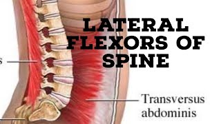 Rotators and lateral flexors of vertebral column [upl. by Jezabel699]