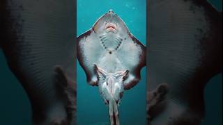 Stingray  dangerous foods that can kill you shorts reels viralvideo [upl. by Notlew]