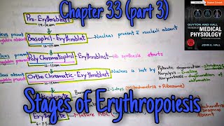 Stages of erythropoiesis  Chapter 33 part 39 Guyton and Hall text book of physiology [upl. by Hallie]