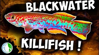 BLACKWATER GARDNERI KILLIFISH AQUARIUM SETUP P82 [upl. by Aitrop]