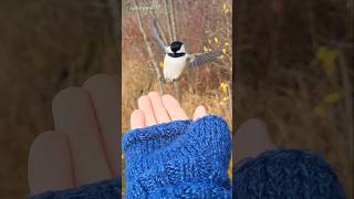 LITTLE Songbird VISITOR chickadee youtubeshorts bird nature shorts video [upl. by Conant]