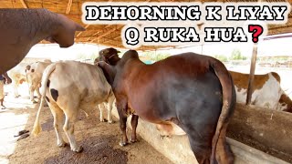 WHY I AM LATE ON DEHORNING❓DUSRA GHAR [upl. by Boatwright]