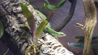 Female Anolis carolinensis fighting [upl. by Dupre360]