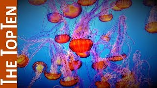 The Top Ten Most Beautiful Jellyfish on the Earth [upl. by Naimerej]