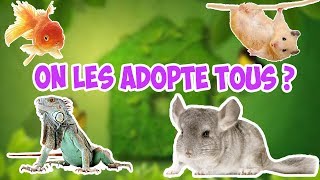 LES ANIMAUX DE COMPAGNIE LE PLUS INCROYABLES INSOLITES DU MONDE reportage en français [upl. by Molohs]