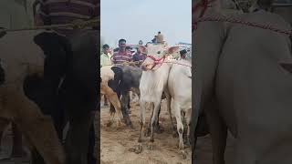 Kundarapalli Friday market Krishnagiri district tn24sakthivlogs [upl. by Ramuk]