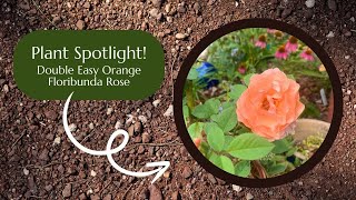 Plant Spotlight Double Easy Orange Floribunda Rose [upl. by Firmin]