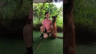 Belgian malinois training dogtraining [upl. by Amend]