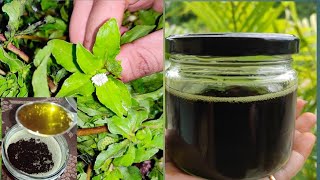 Bhringraj Herbal Hair Oil  How to prepare bhringraj hair oil  guntagalagara aaku nune [upl. by Orutra955]