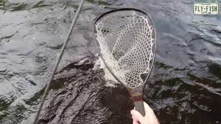 Fly Fishing  Farmington River Aug 1118 2018 [upl. by Mont]