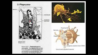 Biologie cellulaire S1  Membrane plasmique 5 Endocytose et Exocytose  Vidéo 11 partie 1 [upl. by Niffirg]