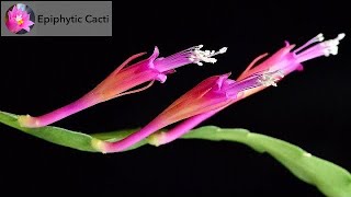 Disocactus eichlamii [upl. by Adiazteb962]