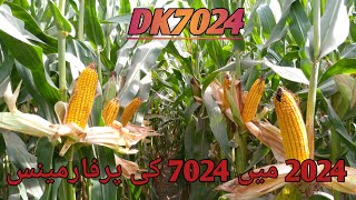 Dekalb hybrid 7024Corn farming [upl. by Aikcir]