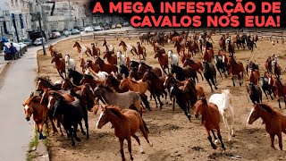 A INFESTAÇÃO DE CAVALOS QUE ESTÁ ACABANDO COM OS ESTADOS UNIDOS [upl. by Hyland]