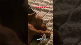 Tilly the dachshund puppy dachshund funny cute love wienerdogs friendship [upl. by Oam]