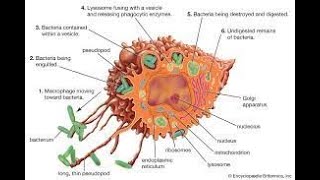 RETICULOENDOTHELIAL SYSTEM [upl. by Adamek]