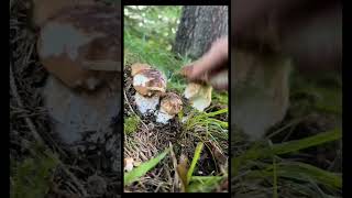 funghi porcini boletus mushroom [upl. by Oman500]