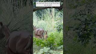 Animals lover neelgay nilgai shorts ytshorts yuotubeshorts funny [upl. by Eannyl359]