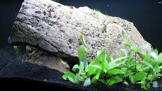 Greedy Amano Shrimp in Endlers Livebearer Breeding Colony 41824 [upl. by Teleya481]