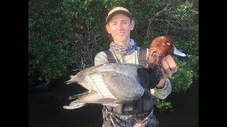 Florida Duck Hunting banded duck 33 [upl. by Lunetta]