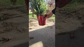 Lets Burn Our Christmas Trees quotPromo Videoquot [upl. by Deeraf]