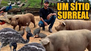 ENORME VARIEDADE DE ANIMAIS NO SÍTIO DO LUCAS  NOVA RESENDE MG [upl. by Yaniv814]