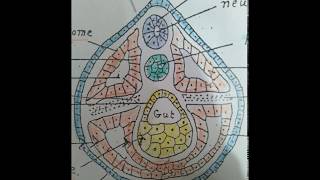 عملية تكوين الاعضاء Organogenesis of Toad [upl. by Sanderson]