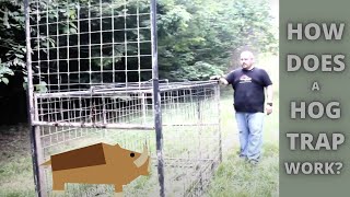 How Does a Wild Hog Trap Work Guillotine Trap Door 101 [upl. by Nosyarg]