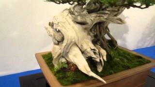 Noelanders Trophy 2012 Bonsai Exhibition Trees Part 1 [upl. by Baumbaugh]