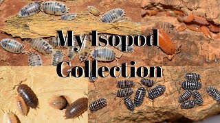 Isopods My Collection amp Basic Care [upl. by Loomis]