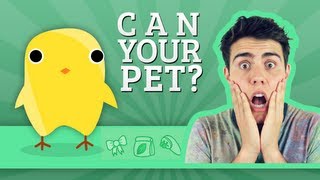 Can Your Pet  Zoella  AlfieGames [upl. by Enomsed]