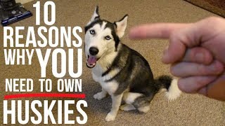 10 Reasons To Choose A Siberian Husky As Your Pet [upl. by Adran]