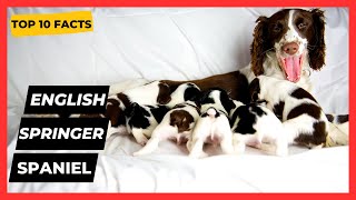 English Springer Spaniel TOP 1O FACTS amp 👉  MOST POPULAR Springer Spaniel Questions ANSWERED [upl. by Yrret348]