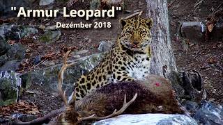 DIAMIR  Russland  AmurLeopard [upl. by Jeralee]