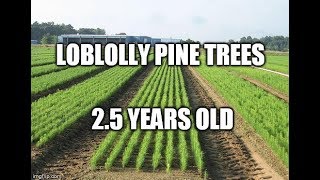 Loblolly Pine Trees 25 years later [upl. by Aytnahs]