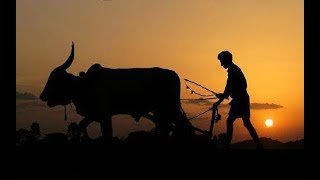 happy farmers day 2022  happy national farmers day  farmers day whatsapp  kisan status [upl. by Idac552]