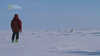 Niedźwiedź polarny zaatakował jej brata  Na granicy wytrzymałości [upl. by Rett]